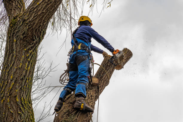 Trusted Dawson, GA Tree Removal Experts